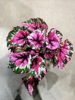 Begonia Rex Amazon River | Pote 15