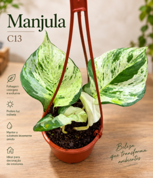Manjula C13